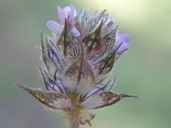 Dalea polygonoides