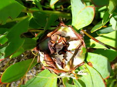 Protea venusta