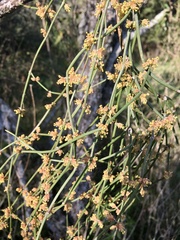 Ephedra tweedieana
