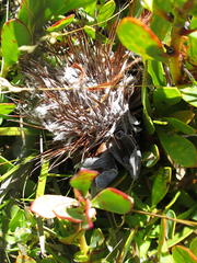Protea venusta