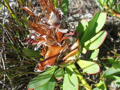 Protea venusta