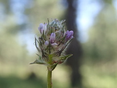 Dalea polygonoides