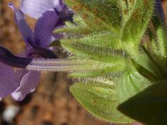 Jamesbrittenia fruticosa