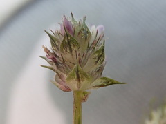 Dalea polygonoides