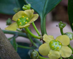 Pseudosalacia streyi