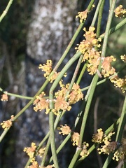 Ephedra tweedieana