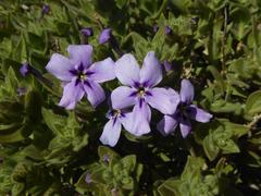 Jamesbrittenia fruticosa