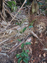 Pseudosalacia streyi