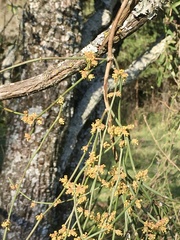 Ephedra tweedieana
