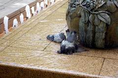 Columba livia domestica