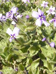 Jamesbrittenia fruticosa