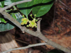 Pseudosalacia streyi