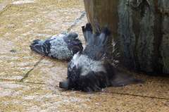 Columba livia domestica