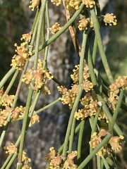 Ephedra tweedieana