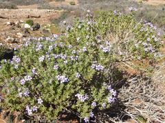 Jamesbrittenia fruticosa