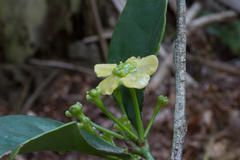 Pseudosalacia streyi
