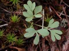 Capnoides sempervirens