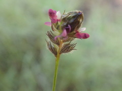 Dalea filiformis