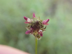 Dalea filiformis