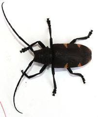 Pycnopsis brachyptera vicina