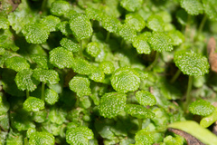 Cryptomitrium tenerum