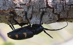 Pycnopsis brachyptera vicina