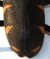 Pycnopsis brachyptera vicina