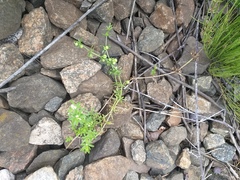 Galium tricornutum