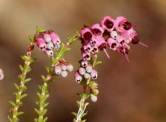 Erica brachycentra