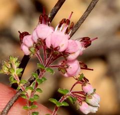 Erica brachycentra