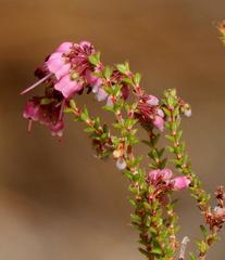 Erica brachycentra