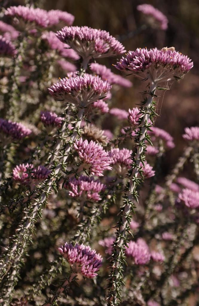 Metalasia albescens