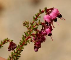 Erica brachycentra