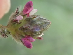 Dalea filiformis