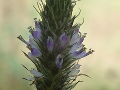 Dalea urceolata