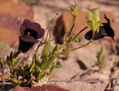 Nemesia bodkinii
