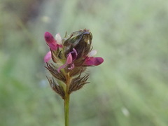 Dalea filiformis