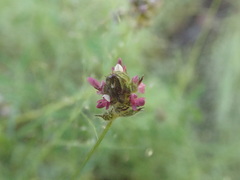 Dalea filiformis