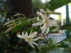 Jasminum nitidum