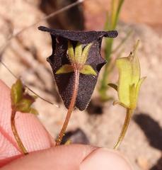 Nemesia bodkinii