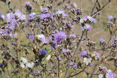 Vernonanthura squamulosa