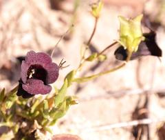 Nemesia bodkinii