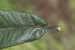 Salix gmelinii