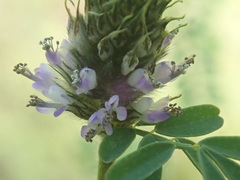 Dalea urceolata