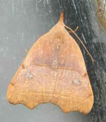 Hondryches phalaeniformis