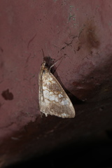 Evergestis politalis