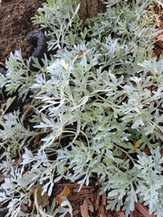 Artemisiinae