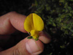 Argyrolobium pachyphyllum