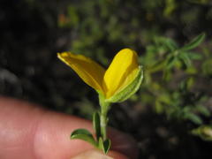 Argyrolobium pachyphyllum