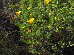 Argyrolobium pachyphyllum